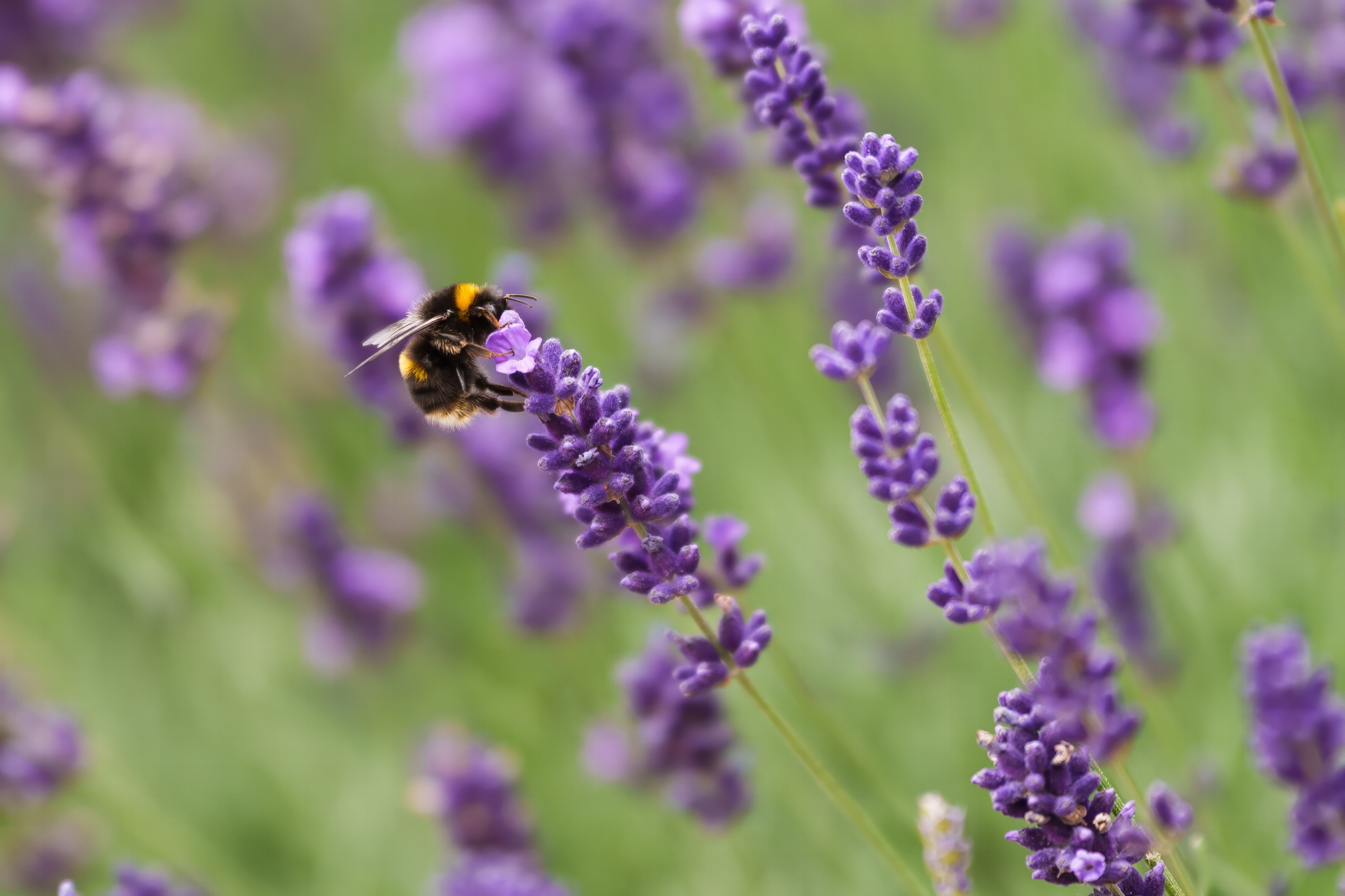 A bee is on lavender flowers in a field.