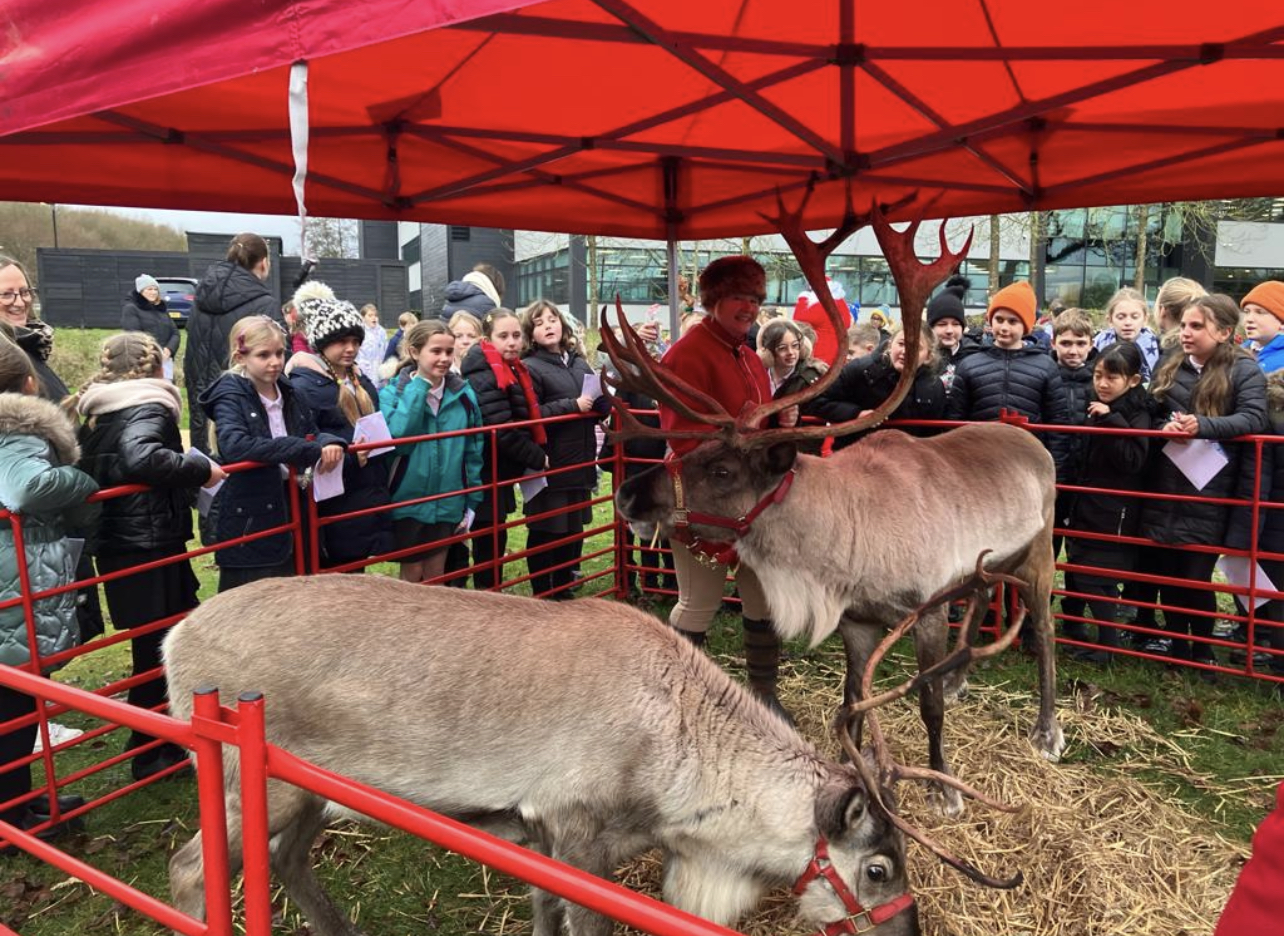 A group of people looking at reindeer in a pen.